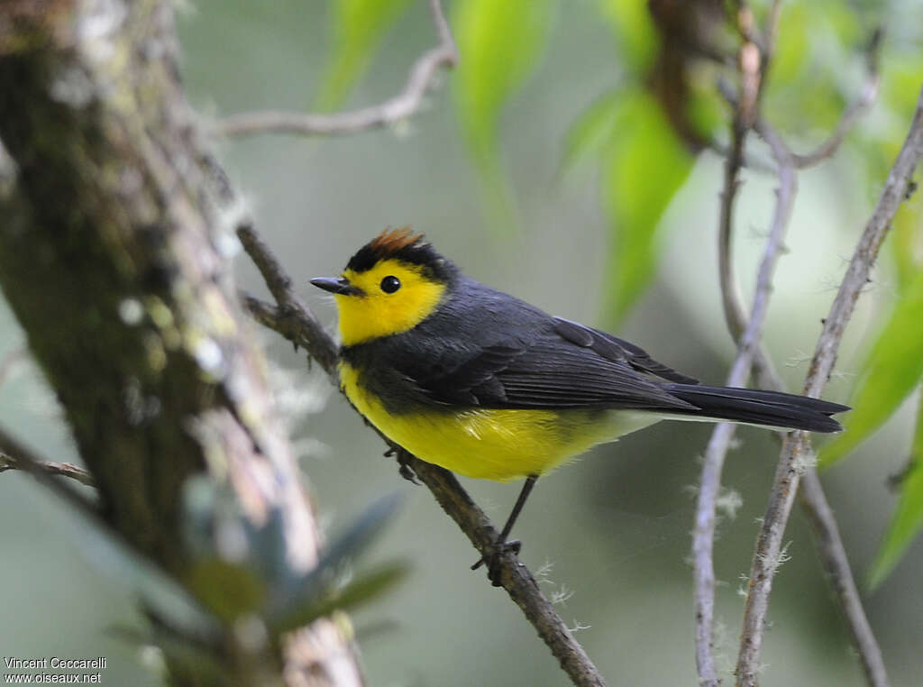 Collared Whitestartadult, identification