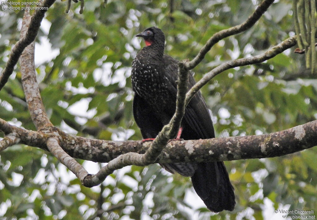 Crested Guan