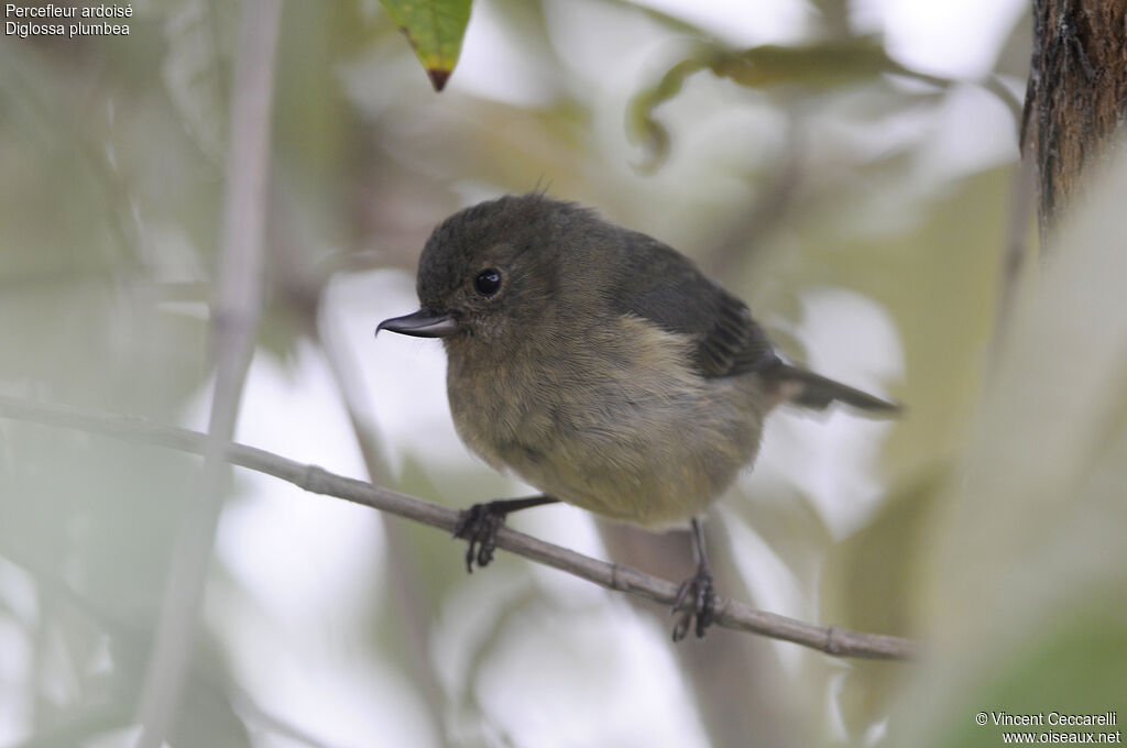 Slaty Flowerpiercer