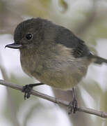 Slaty Flowerpiercer