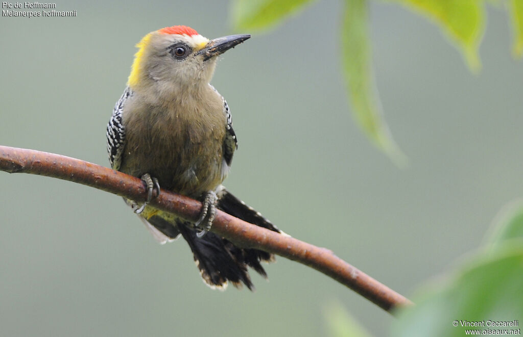 Hoffmann's Woodpecker male