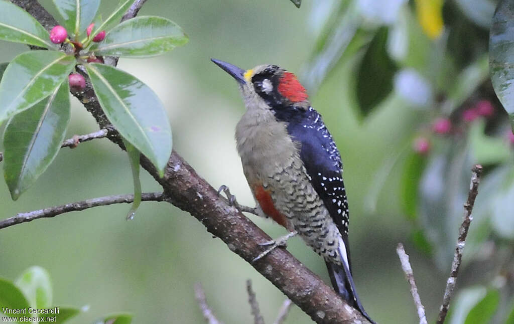 Black-cheeked Woodpecker female adult, identification