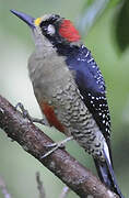 Black-cheeked Woodpecker