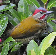 Golden-olive Woodpecker