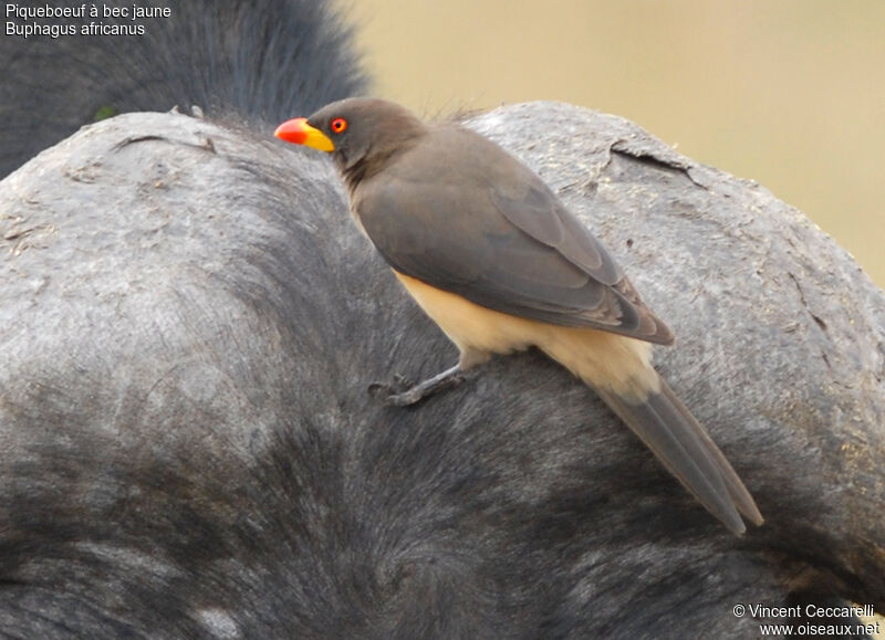 Yellow-billed Oxpecker