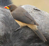 Yellow-billed Oxpecker