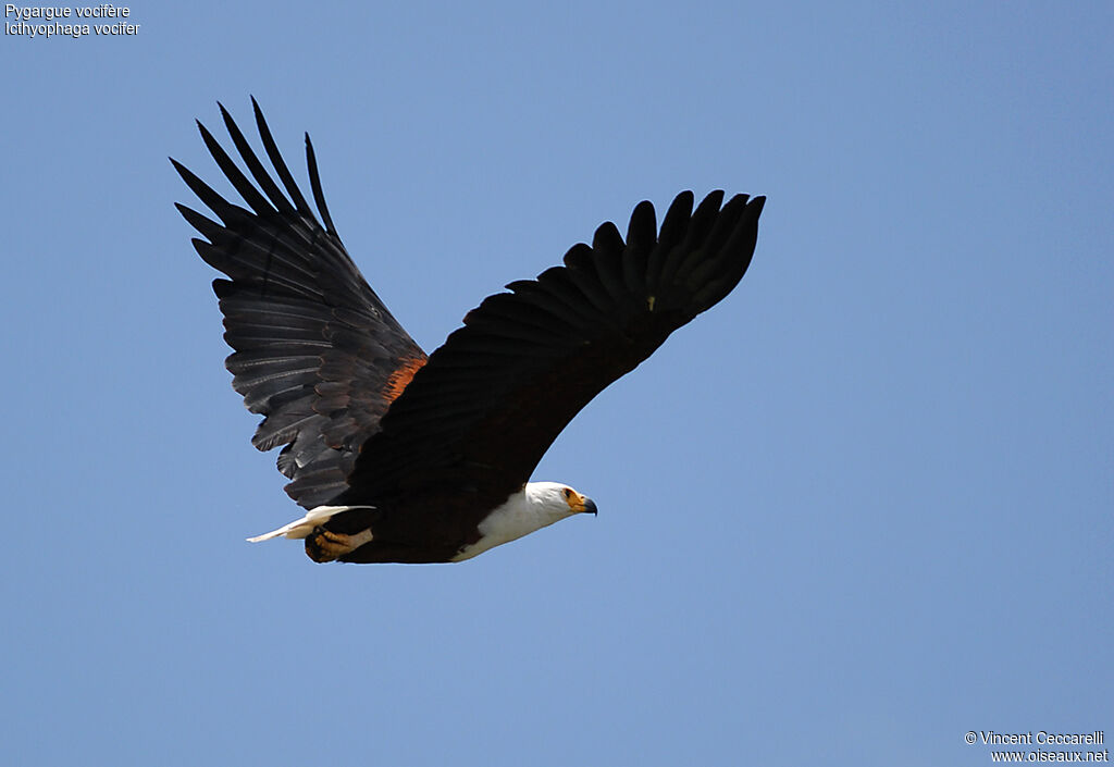 African Fish Eagle