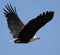 African Fish Eagle