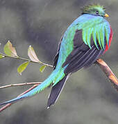 Quetzal resplendissant