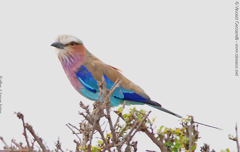 Lilac-breasted Roller