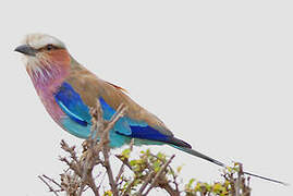 Lilac-breasted Roller