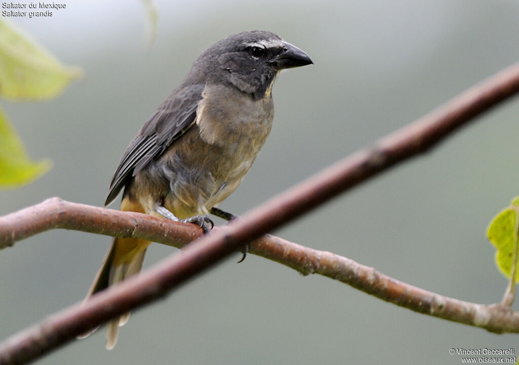 Cinnamon-bellied Saltator