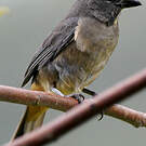 Saltator du Mexique
