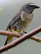 Cinnamon-bellied Saltator