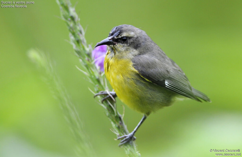 Bananaquit