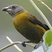 Scarlet-rumped Tanager