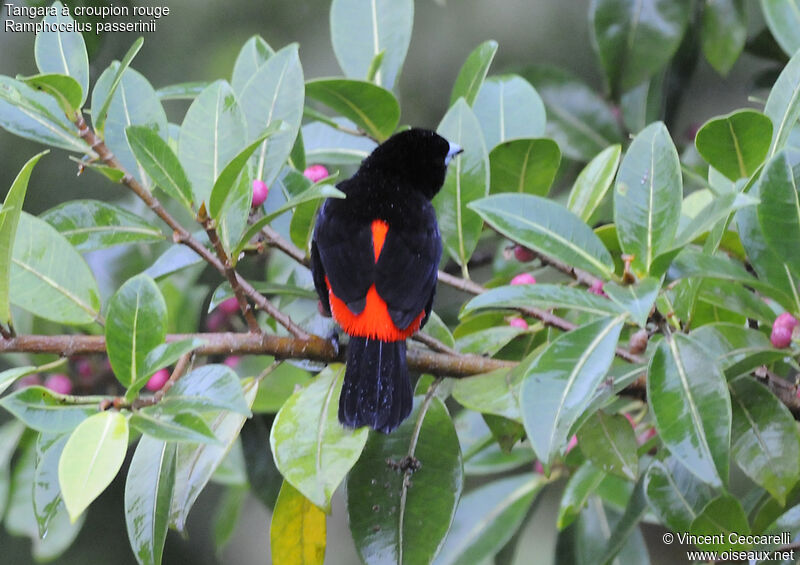 Scarlet-rumped Tanager male