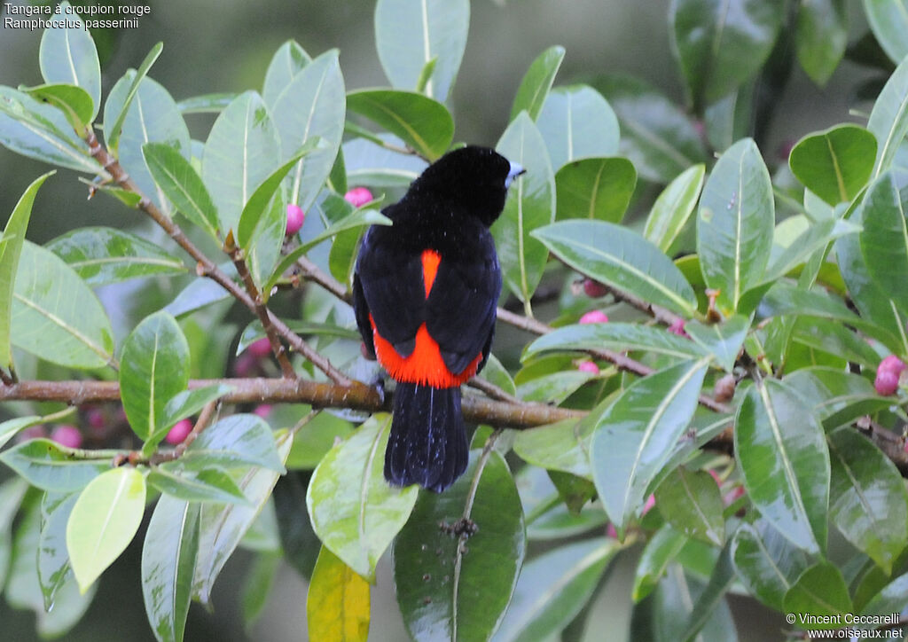 Scarlet-rumped Tanager male