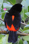 Scarlet-rumped Tanager