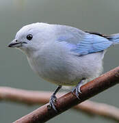 Blue-grey Tanager