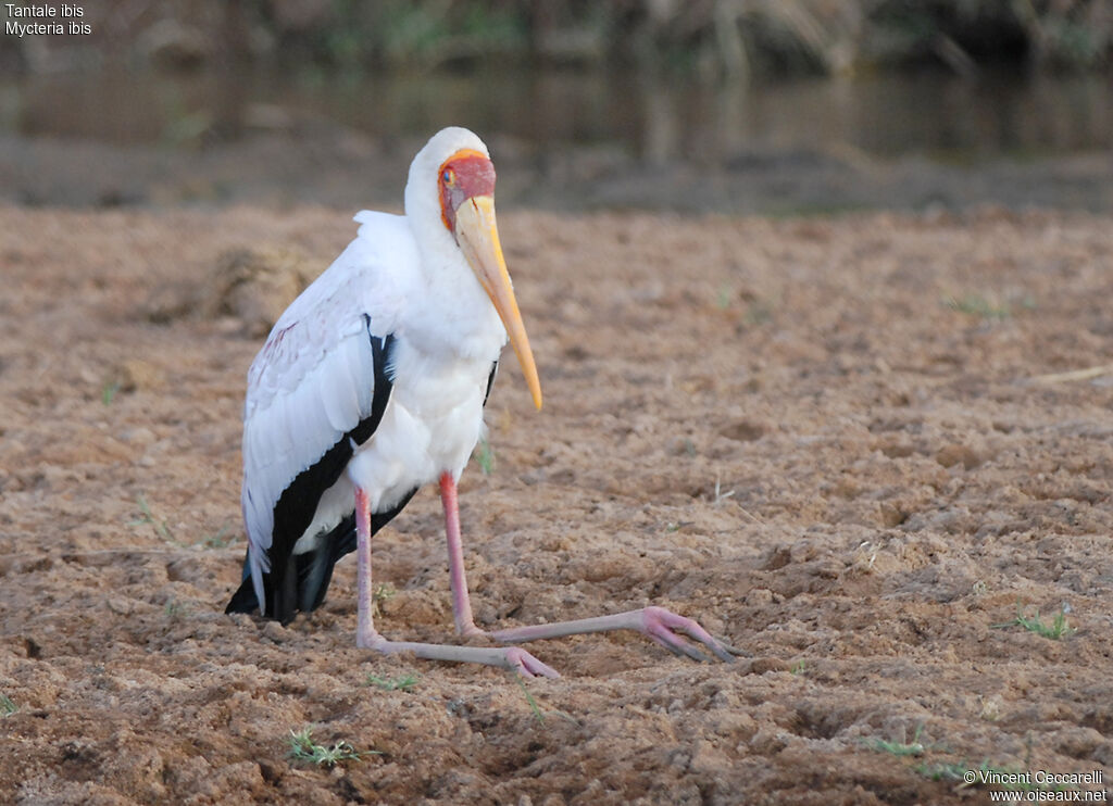 Yellow-billed Stork