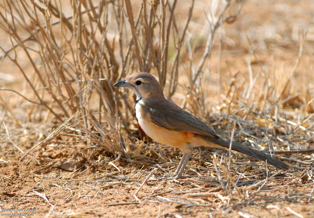 Rosy-patched Bushshrike female adult, identification