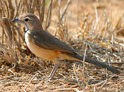 Rosy-patched Bushshrike