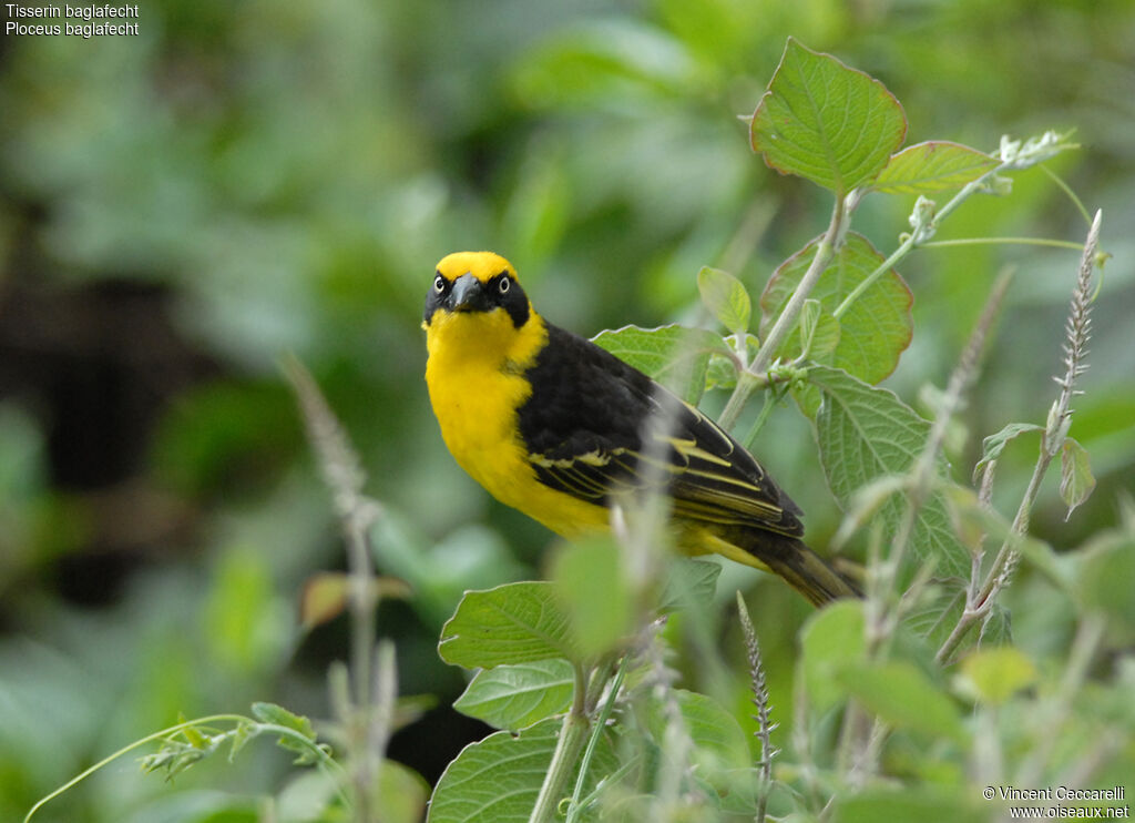 Baglafecht Weaver