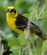 Baglafecht Weaver