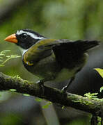 Orange-billed Sparrow