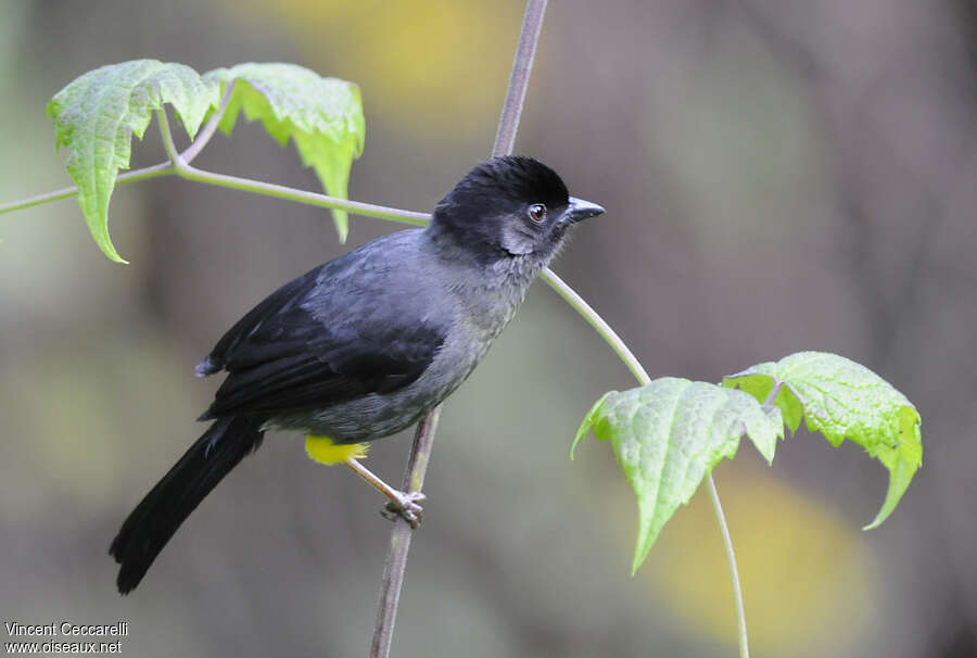 Yellow-thighed Brushfinchadult, identification