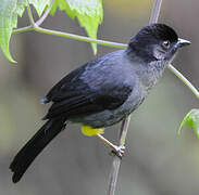 Yellow-thighed Brushfinch