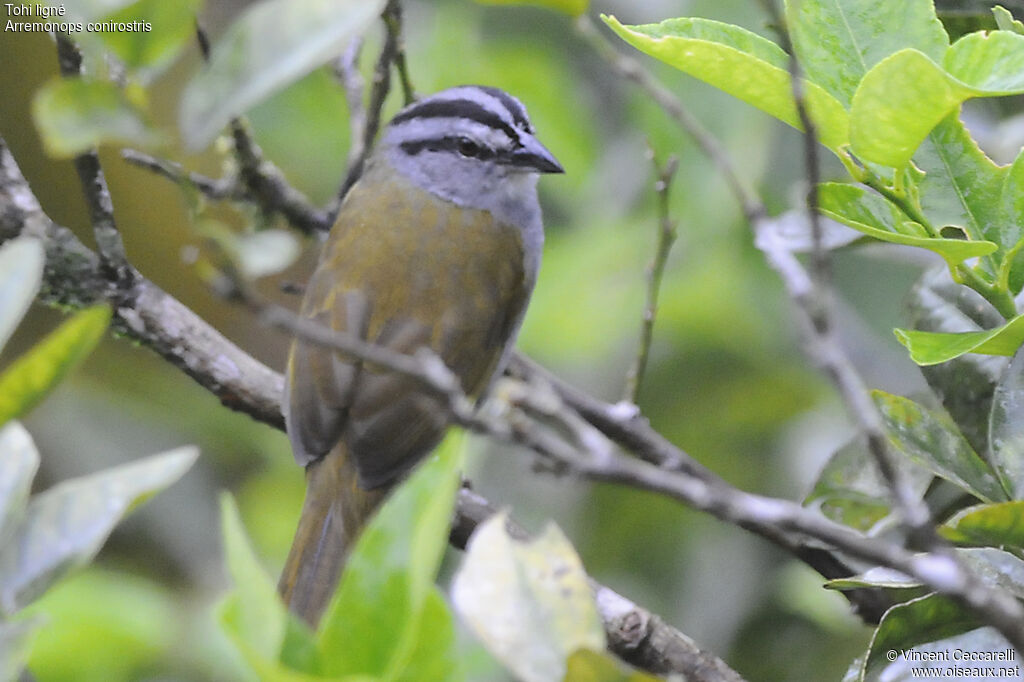 Black-striped Sparrow