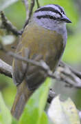 Black-striped Sparrow