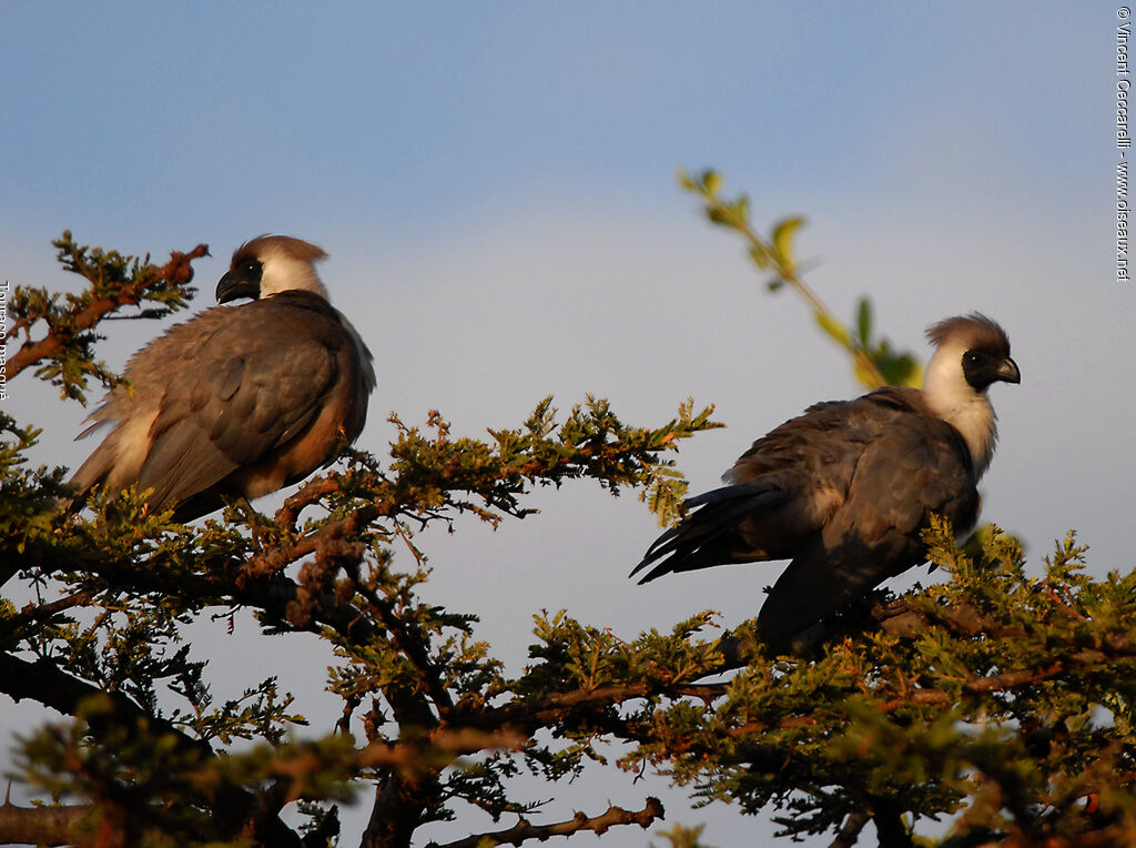 Bare-faced Go-away-bird, habitat