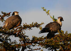 Bare-faced Go-away-bird