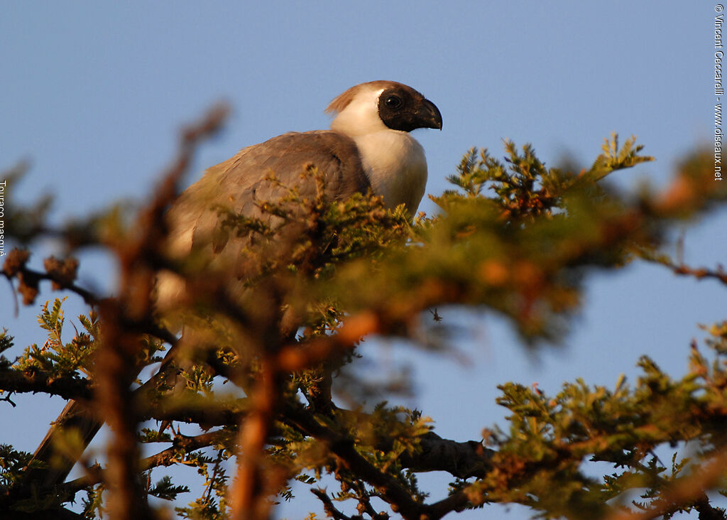 Touraco masqué, identification