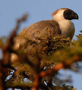 Bare-faced Go-away-bird