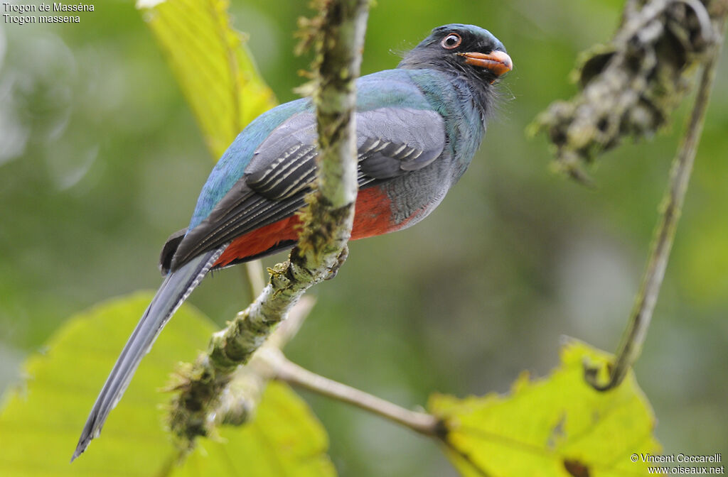 Slaty-tailed Trogon