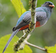 Slaty-tailed Trogon