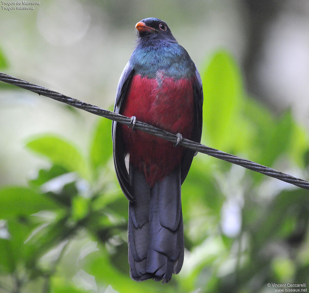 Trogon de Masséna