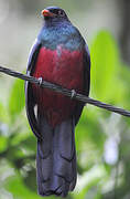 Slaty-tailed Trogon