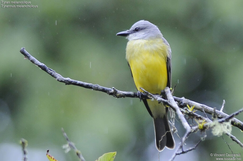 Tropical Kingbird