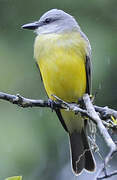 Tropical Kingbird