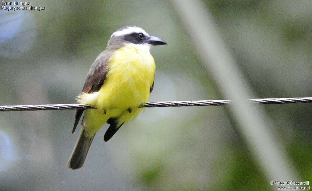 Boat-billed Flycatcher