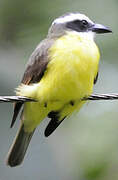 Boat-billed Flycatcher