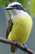 Great Kiskadee