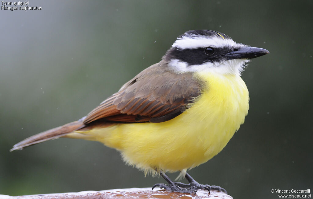 Great Kiskadee