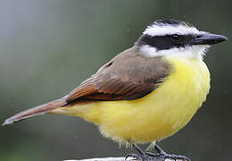 Great Kiskadee