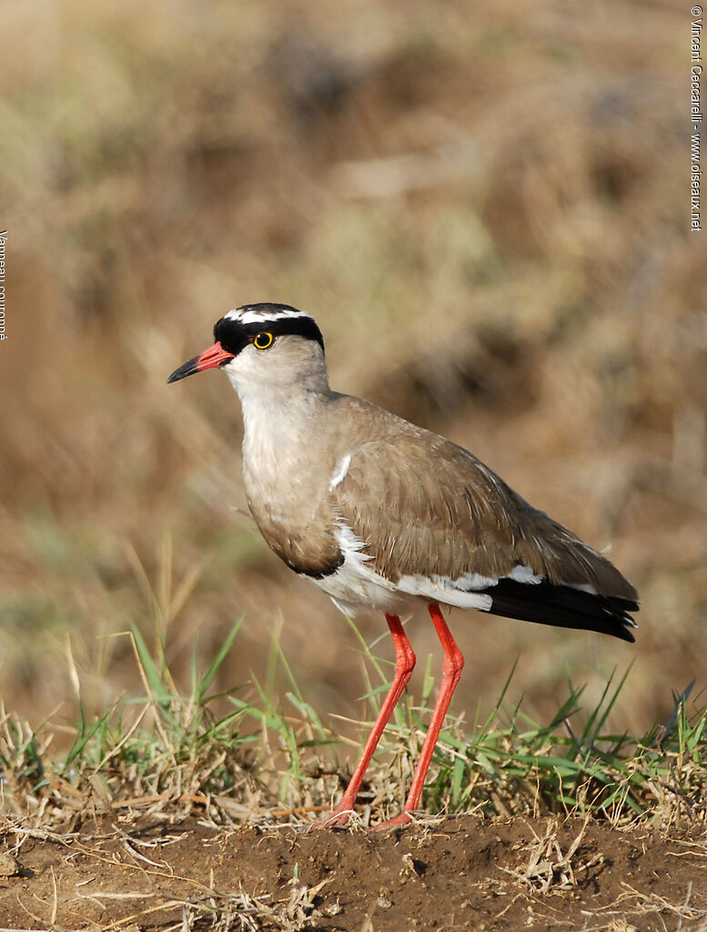 Vanneau couronné, identification